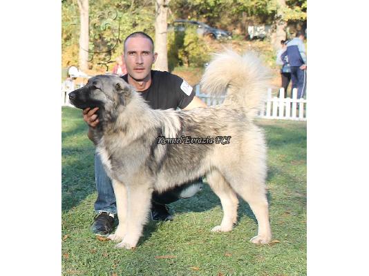 Caucasian shepherd dogs - Καυκάσιος Ποιμενικού