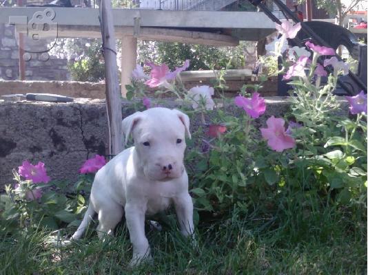 DOGO ARGENTINO