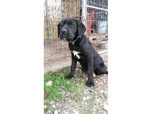 κουταβι cane corso θηλυκο