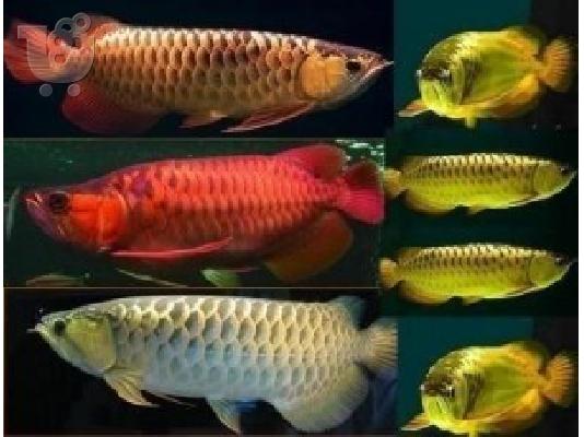 Σούπερ Red Arowana ψάρια και πολλά άλλα Διαθέσιμο