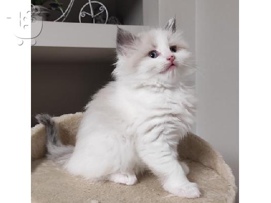 PoulaTo: Πωλούνται γατάκια Ragdoll