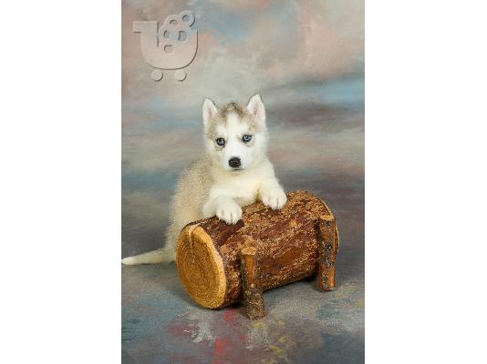 HUSKY SIBERIAN