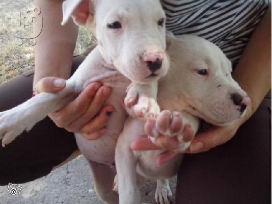 DOGO ARGENTINO