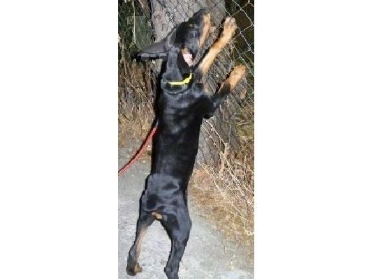 DOPERMAN  Ντόμπερμαν