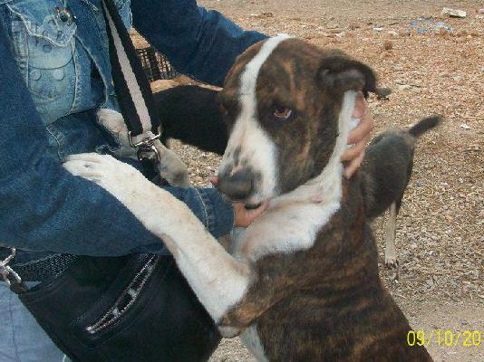 ΗΜΙΑΙΜΟ BULL TERRIER ΠΡΟΣ ΥΙΟΘΕΣΙΑ,ΑΡ ΠΡΩΤ 4247/02