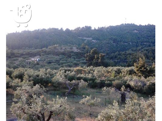 διαμέρισμα στη θάλασσα,Μόλα Καλύβα Κασσάνδρας