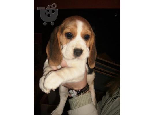 PoulaTo: BEAGLE κουταβακια τριχρωμα και διχρωμα Μπίγκλ
