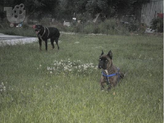 PoulaTo: polountai boxer