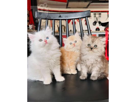 PoulaTo: Ragdoll Kittens προς πώληση Αρσενικό/θηλυκό
