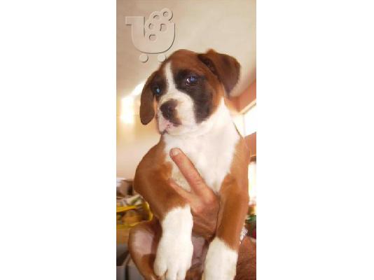 PoulaTo: BOXER Μπόξερ