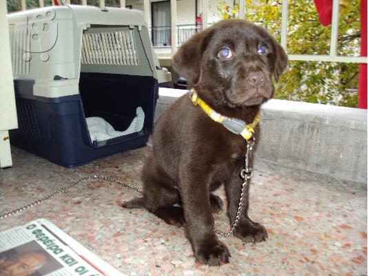 LABRADOR CHOCOLATE ΛΑΜΠΡΑΝΤΟΡ ΣΟΚΟΛΑΤΙ