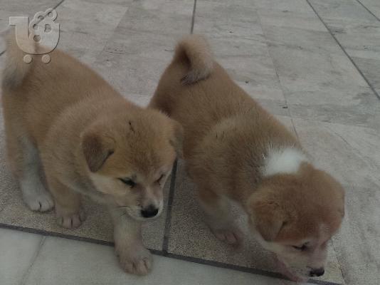 Akita Inu