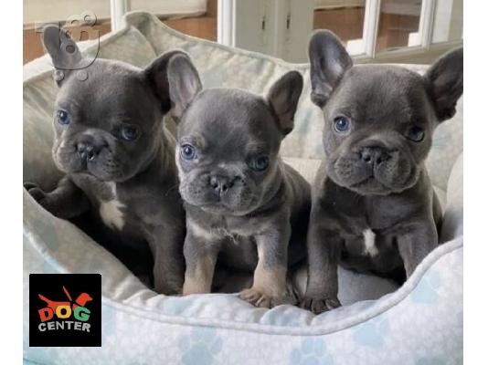 PoulaTo: French Bulldog - Γαλλικά μπουλντογκ