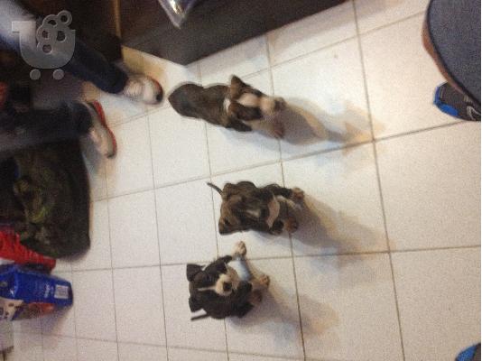 PoulaTo: pit bull