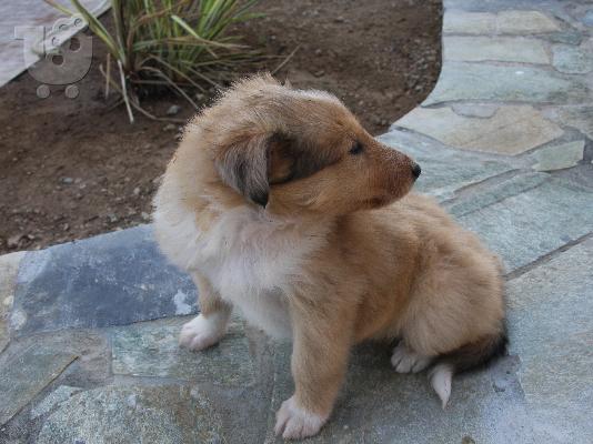 Πανέμορφα κουτάβια Collie