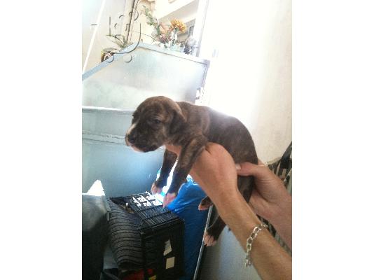 pitbull