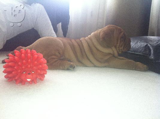 πωλειται θυλικο μαστιφ κουταβι- dogue de bordeaux