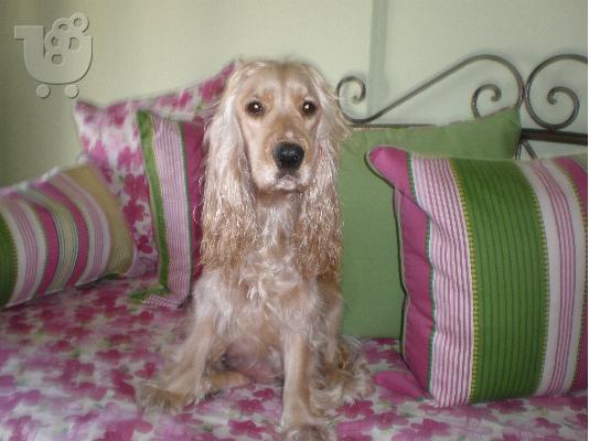 cocker spaniel