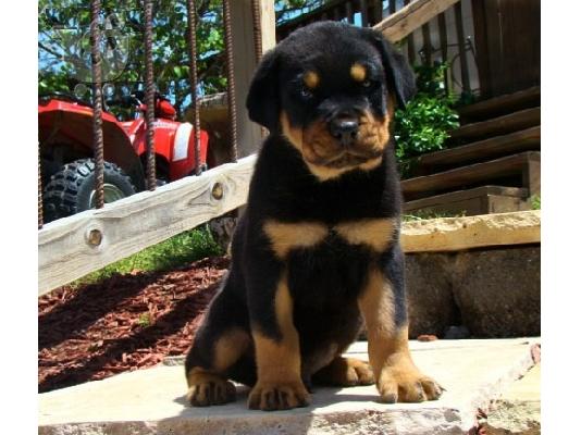 PoulaTo: Κουτάβια Rottweiller για υιοθεσία