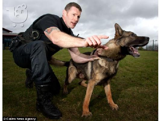 German Shepherd καθαροαιμα κουταβια Αθηνα-Κρητη-Νησια 6979314054...
