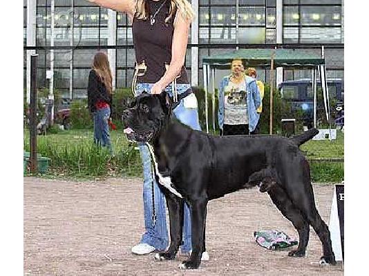 Cane Corso καθαροαιμα 6979314054 ΑΘΗΝΑ-ΘΕΣΣΑΛΟΝΙΚΗ- ΚΡΗΤΗ