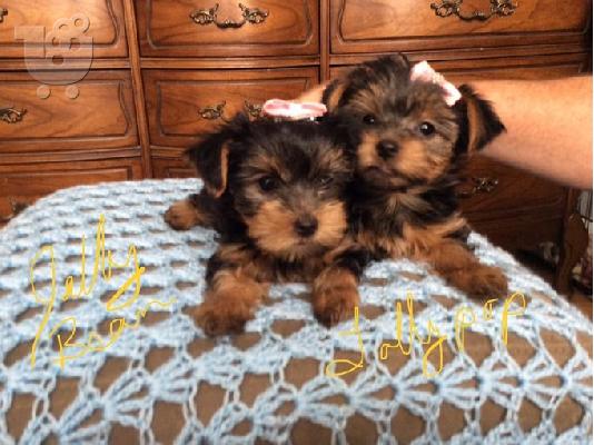PoulaTo: Πωλούνται κουτάβια Yorkshire Terrier