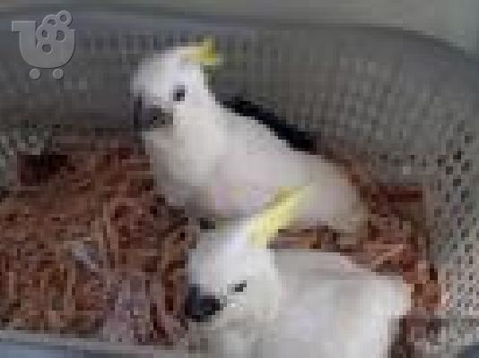 PoulaTo: μωρά παπαγάλος κακατού 200 €