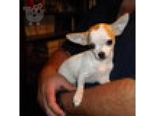 Ένα αξιολάτρευτο κουτάβι chihuahua διαθέσιμα για ένα νέο σπίτι...