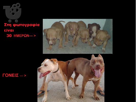 PoulaTo: Πωλούνται pitbull-rednose 150 ευρώ ΕΥΚΑΙΡΙΑ