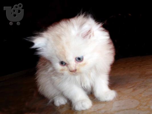 PoulaTo: persika gatakia Περσική (Persian)