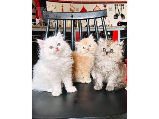 PoulaTo: Ragdoll Kittens προς πώληση Αρσενικό/θηλυκό