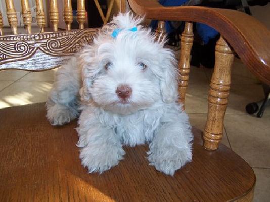 Havanese κουτάβια για rehoming