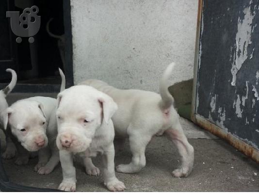 DOGO ARGENTINO