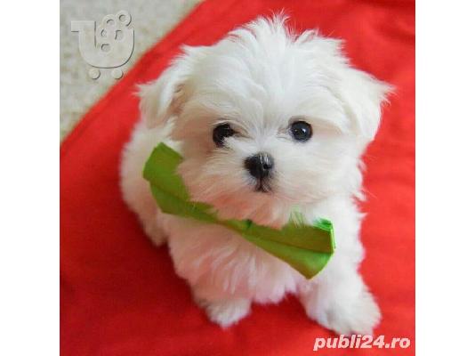 PoulaTo: Μαλτέζ μίνι (Maltese mini)