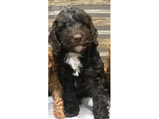 PoulaTo: κουτάβια Labradoodle