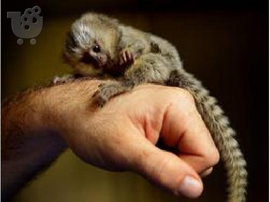 πιθήκους marmoset,capuchin monkey και άλλα είδη προς πώληση