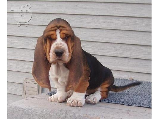 PoulaTo: Κουτάβια Basset Hound