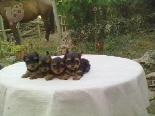 YORKSHIRE TERRIER