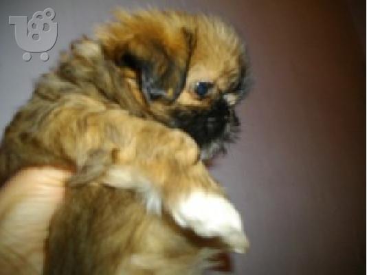 PoulaTo: PEKINOUA