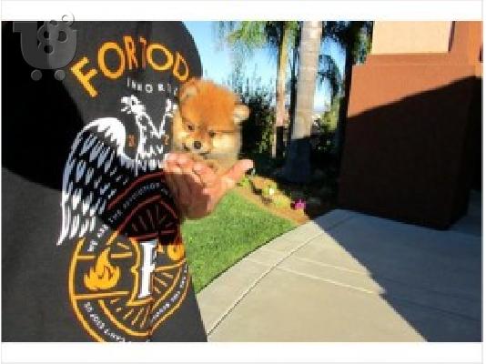 PoulaTo: Υγιή Pomeranian Puppies Για υιοθεσία