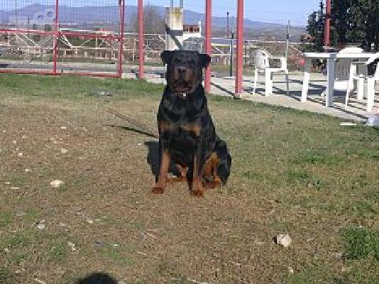 pwlountai koutavia rottweiler(thulika) 270E