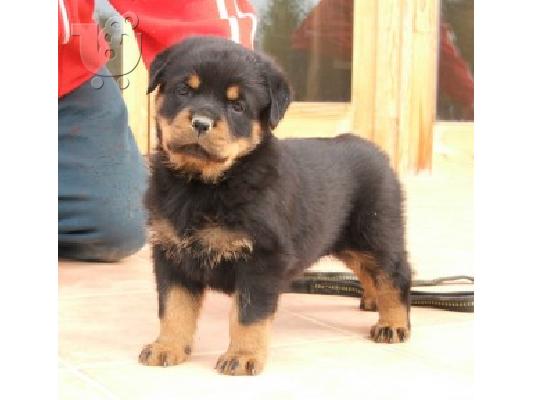 Υγιή κουτάβια Rottweiller για υιοθεσία