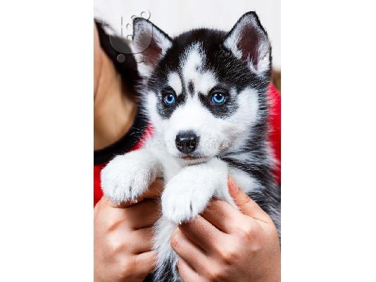 PoulaTo: Pure Breed Husky Pups Ready Now! Ble mátia Eyed !.