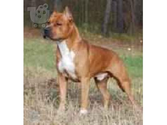 PoulaTo: ....american staffordshire terrier .......
