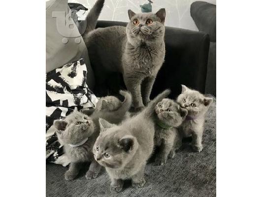 PoulaTo: British Shorthair Kittens έτοιμα προς πώληση