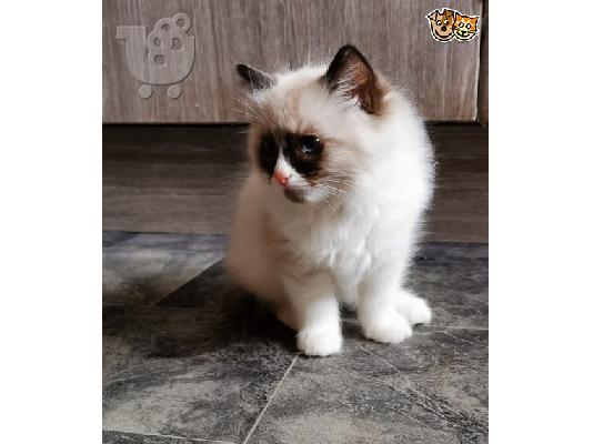 όμορφο RAGDOL KITTENS READY