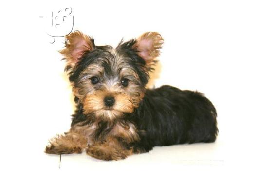 Φλυτζάνι τσαγιού VINNIE MALE YORKIE! ACA REG ΥΠΟ 4LB