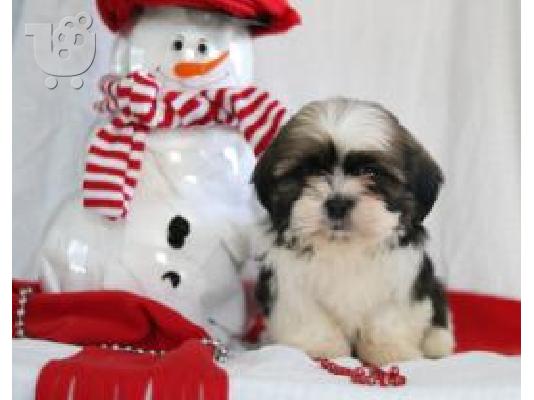 PoulaTo: Shih Tzu κουτάβια προς πώληση