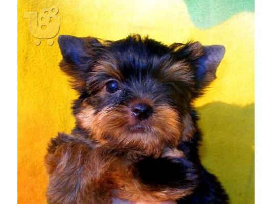 YORKSHIRE TERRIER