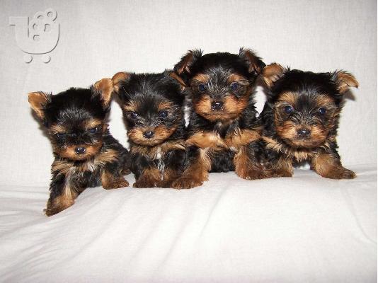 PoulaTo: Yorkshire Terrier καθαροαιμα και υιγιεστατα κουταβια στις καλυτερες τιμες 6979314054